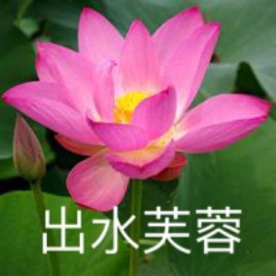 江山美人果盘版下载